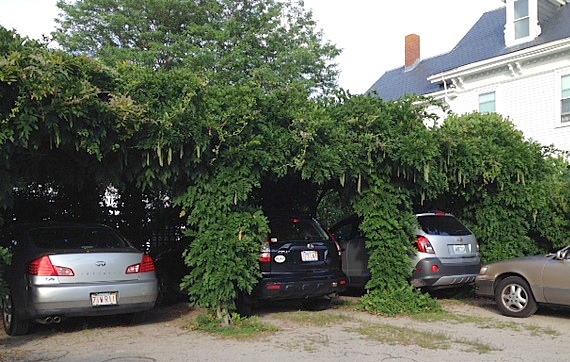 A carport made of wisteria—I would love to see this in bloom!