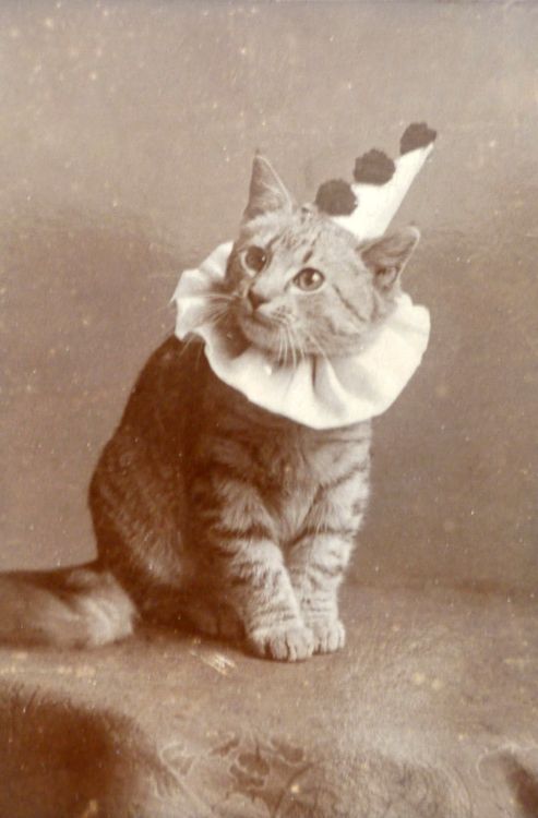 Cat dressed as clown