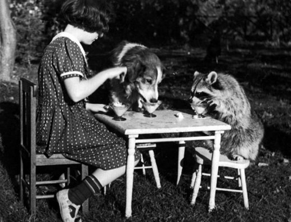 Girl having tea with dog, racoon