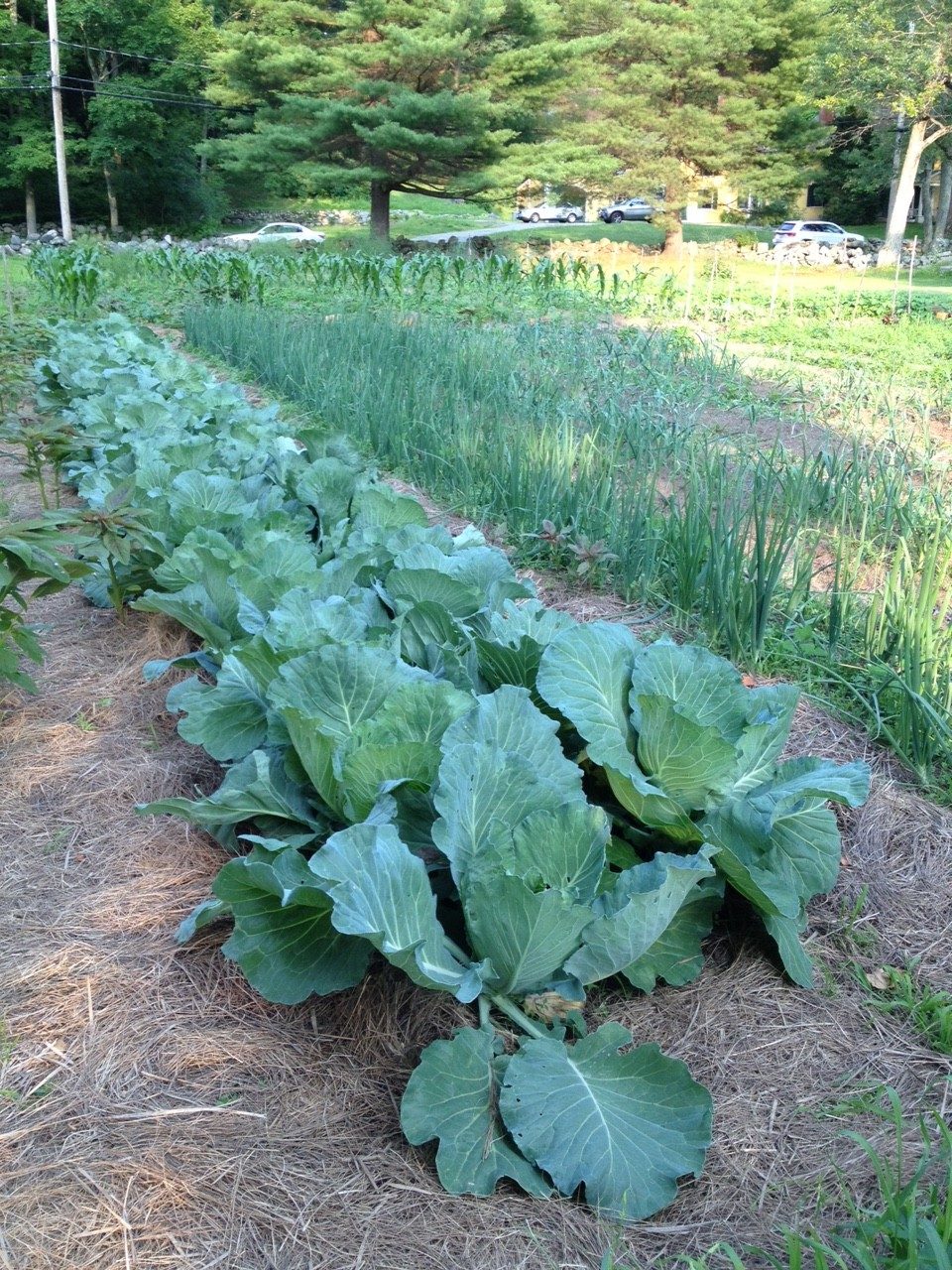 Garden at The Old Manse