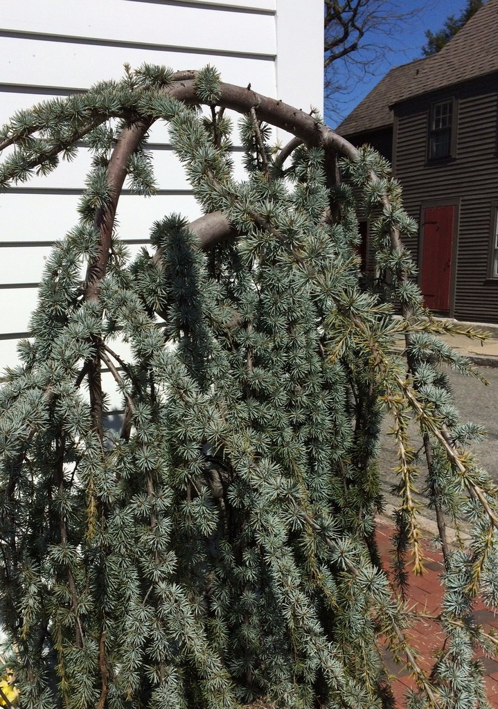 funky evergreen, Newburyport MA